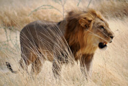 Namibia_August (65/135)